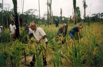 Grupo de ajuda mútua colhendo arroz