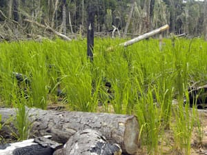 Nas áreas de Jacinópolis, camponeses produzirão mais de 100 toneladas de arroz, além de outros cultivos
