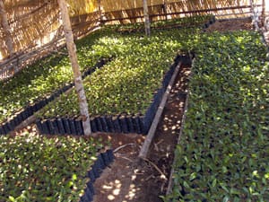 Jacinópolis: entre 2007 e 2008 foram plantadas mais de 60 mil mudas de café