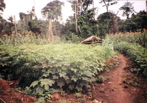 Raio do Sol: produção diversificada de milho, arroz, madioca, entre outros