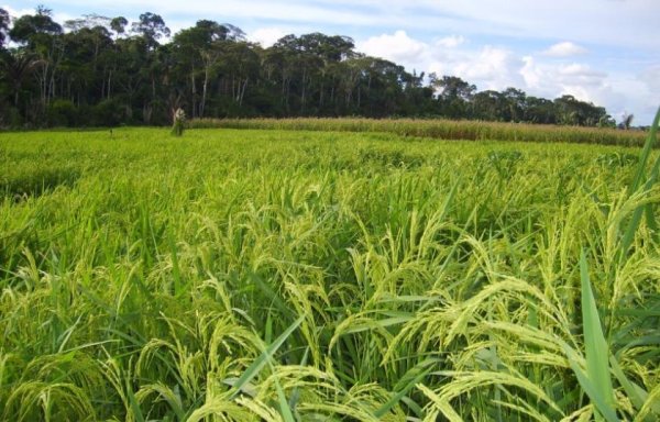 área Raio do Sol
