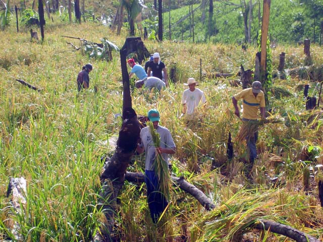 Estudantes e camponeses colhem arroz