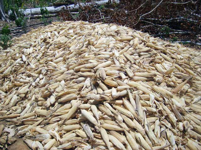 Produção de milho - área Canaã