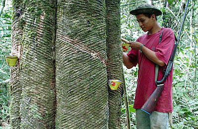 Ibama proíbe camponeses de produzir e caçar