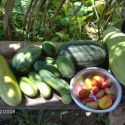 Alimentos plantados e colhidos na horta coletiva