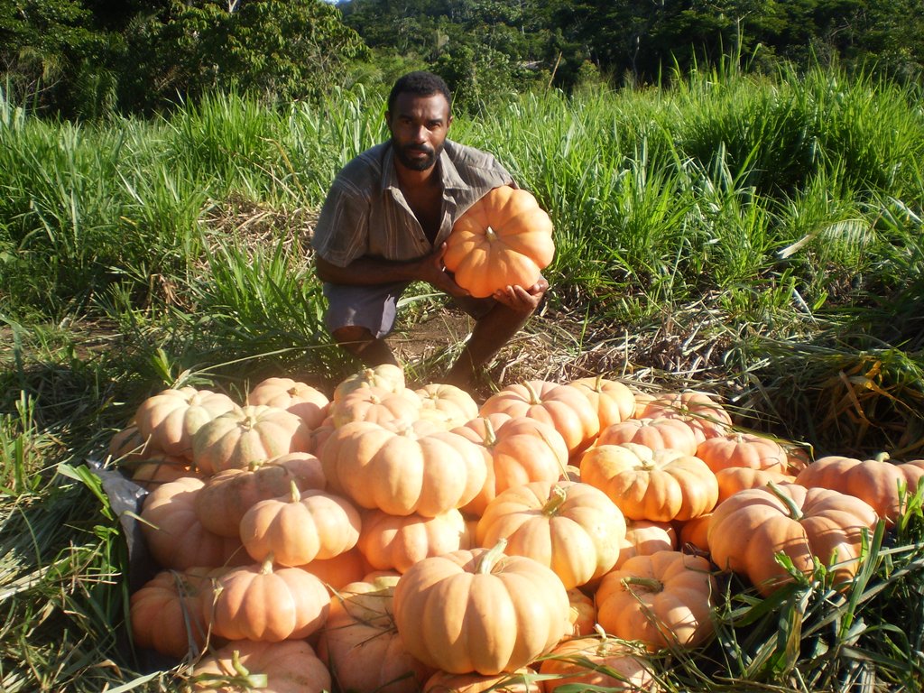 Produção de abóbora na Area Zé Bentão