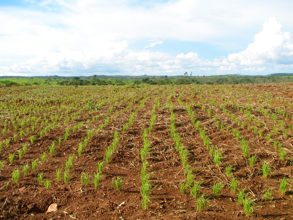 Produção de arroz na area Zé Bentão
