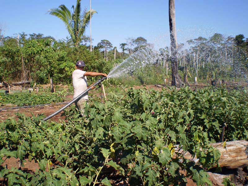 Produção camponesa