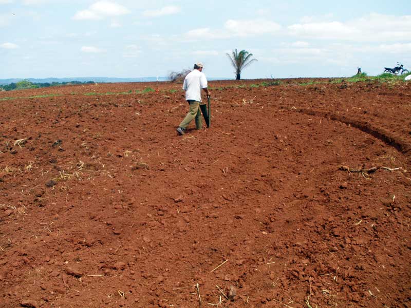 plantio de sementes