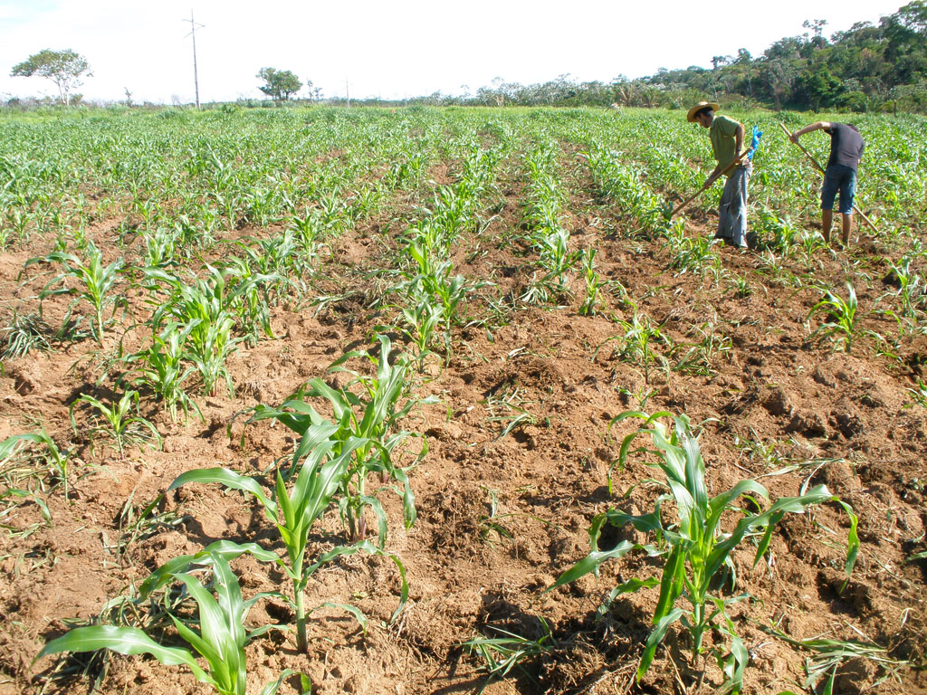 Produção na area Zé Bentão - 2010