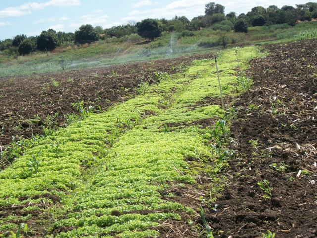 Área irrigada coletiva, produz hortaliças e diversos outros mantimentos
