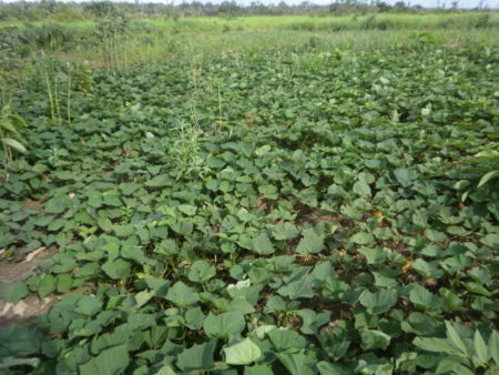 Produção camponesa na área Paulo freire 3