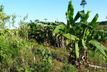 Produção camponesa na área Paulo freire 3