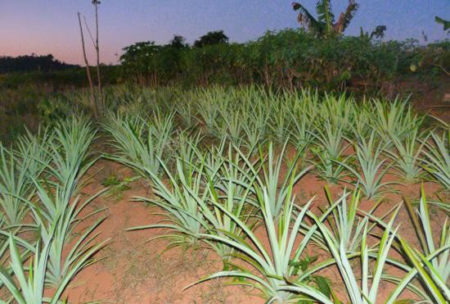 Produção camponesa na área Paulo freire 3
