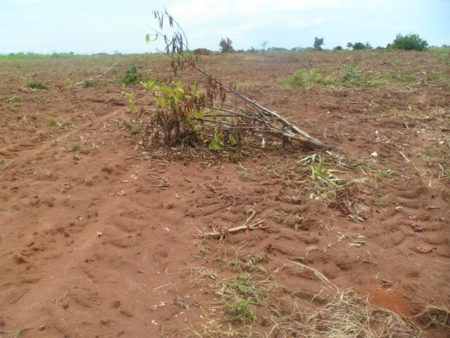 Produção camponesa destruída pelos pistoleiros