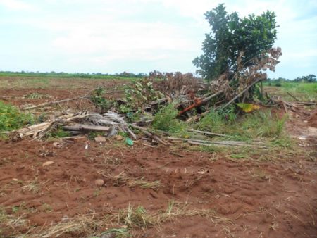 Produção camponesa destruída pelos pistoleiros