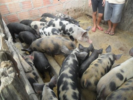 Produção dos camponeses abastece comércio local