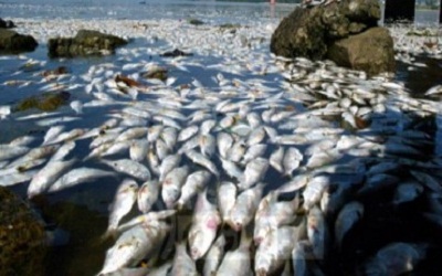 TONELADAS DE PEIXES MORTOS LAGO DAS USINAS