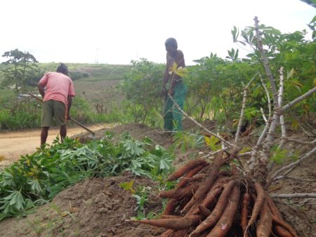 Produção da área